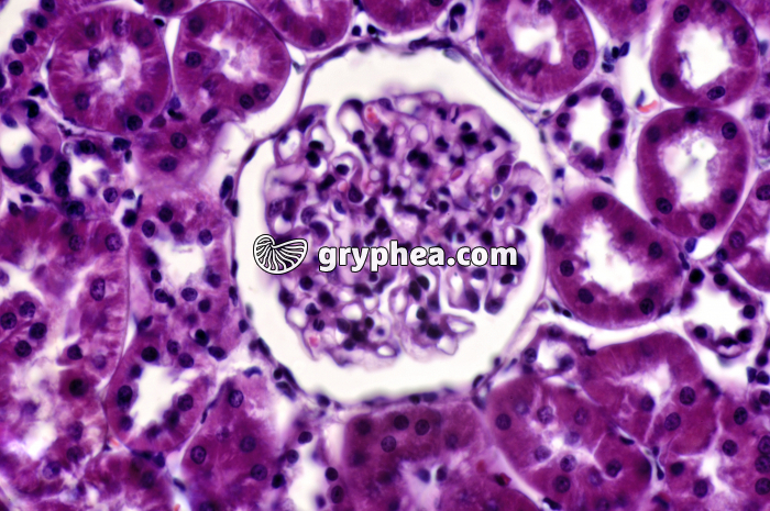 Rein de Rat x100 - gryphea.com